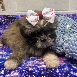 Lhasa Apso Puppies from barbara henderson