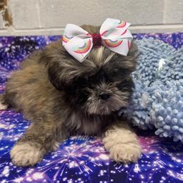 Lhasa Apso Puppies from barbara henderson