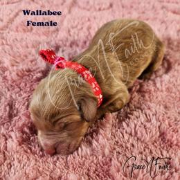 Wallabee - Red  female Goldendoodle puppy in Peyton, Colorado from Grace N Faith Doodles