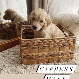 Goldendoodle Puppies from Samara Farms
