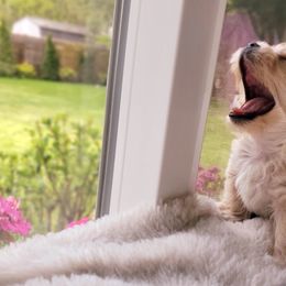 Biewer Terrier and Yorkshire Terrier Puppies from 1.StarDreamPups