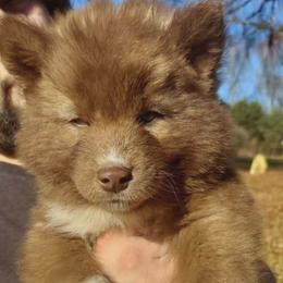Siberian Husky Puppies from StormVale Siberian Huskies