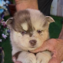 Chandler - Merle male Pomsky puppy in Spring Hill, Florida from PDQ Pomskies