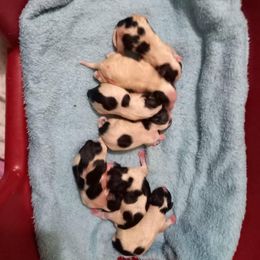 Biewer Terrier and Yorkshire Terrier Puppies from Yorkie Town California