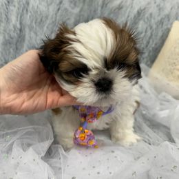 Shih Tzu Puppies from Bay Area Shih Tzu