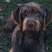 Pudelpointers from Happy Valley Gun Dogs