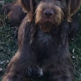 Pudelpointers from Happy Valley Gun Dogs