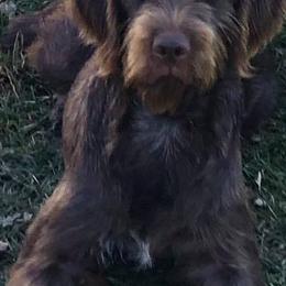 Pudelpointers from Happy Valley Gun Dogs
