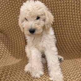 Toffee - Cream male Labradoodle puppy in Churchill County Fallon, Nevada from Card Family Ranch