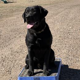 Shadow - Black male Labrador Retriever puppy in Colorado from Albrecht Farms Labrador Retrievers