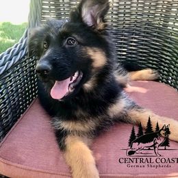 PADMEI - Pink Collar Female - Black and red female German Shepherd puppy in Paso Robles, California from Central Coast German Shepherds