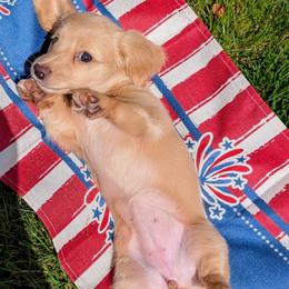 Guinevere - Cream female Dachshund puppy in Medina, Ohio from English Cream Dream Dachshunds