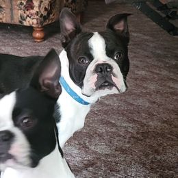 Boston Terriers from Tara's Boston Terriers