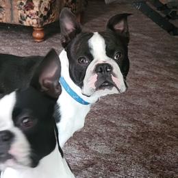 Boston Terriers from Tara's Boston Terriers