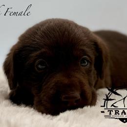 Pink - Chocolate female Labrador Retriever puppy in San Diego County, California from Travis’ Chocolate Labradors