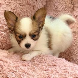 Boomer - Red white and sable male Papillon puppy in Surprise, Arizona from Papillons in Arizona