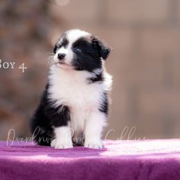 Border Collie Puppies from Overdrive Border Collies