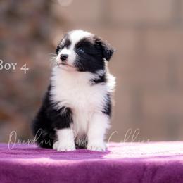 Border Collie Puppies from Overdrive Border Collies