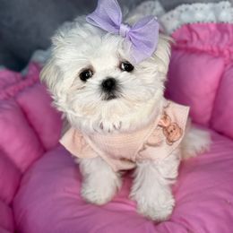Lilu  korea) - White female Maltese puppy in California from Yorkie & Maltese Royalty