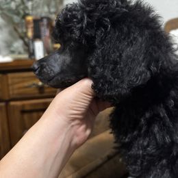 Poodle Puppies from Stardust Standard Poodles