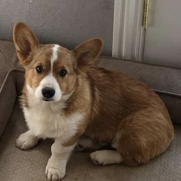 Pembroke Welsh Corgi Puppies from Boehm’s Pembroke corgis