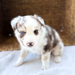 Sparkle - Red merle female Australian Shepherd puppy in Unionville, Iowa from Soap Creek Kennels