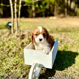 Cavalier King Charles Spaniel Puppies from Ohana Cavalier King Charles Spaniels