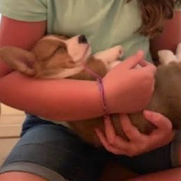American Corgi and Pembroke Welsh Corgi Puppies from Lonesome Boone Corgis