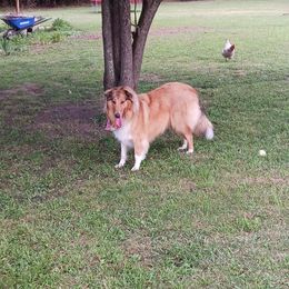 Collies from Gun Barrel Collies