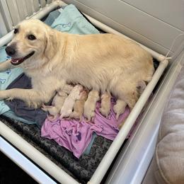 Boy 5 - Light golden male Golden Retriever puppy in Lincoln, California from Roberts Golden Retrievers