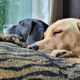 Labrador Retrievers from Wild Scenic Smith River Labadors
