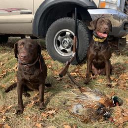 Labrador Retrievers from Da-Koda High Kennels