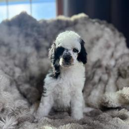 Abilene - Parti female Poodle puppy in Ault, Colorado from The Peaks Premium Poodles
