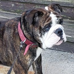 Luna - Bulldog