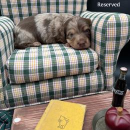 Smarty Paws - Dapple male Dachshund puppy in Montevallo, Alabama from Mallard's Miniature Dachshunds