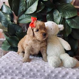 Goldendoodle Puppies from Davidson Poodle & Doodle Farm
