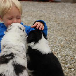 Australian Shepherd and Soft Coated Wheaten Terrier Puppies from Ironwood Ridge Kennels