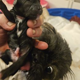 Girl 2 - Brindle and white Shih Tzu puppy in Cook County, Illinois from My Tzu Crew