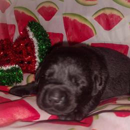 Maroon - Black male Labrador Retriever puppy in Holyoke, Massachusetts from Urban Oak Labradors LLC