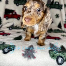 Dachshund Puppies from 2 Knights Doxies