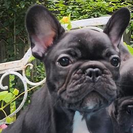 Boy 2 - male French Bulldog puppy in Newtown, Connecticut from Lakewinds Collies & Bulldogs (English & French)