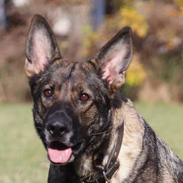 Valor - German Shepherd