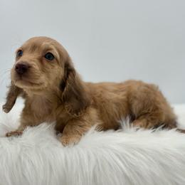 Graham - Cream male Dachshund puppy in Litchfield, Illinois from Charmm Dachshunds