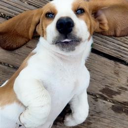 Basset Hound and Pembroke Welsh Corgi Puppies from Solo Spur Ranch