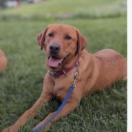 Abby - Labrador Retriever