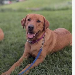 Abby - Labrador Retriever