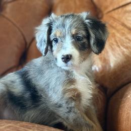 Tuesday💙 - Blue merle female Aussiedoodle puppy in Granbury, Texas from Triple Cross Doodles
