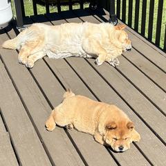 Chow Chow Puppies from Graystone Kennel