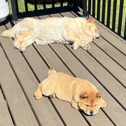 Chow Chow Puppies from Graystone Kennel
