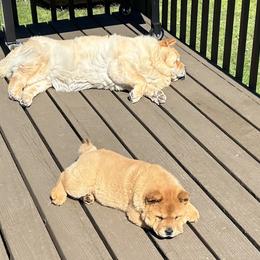 Chow Chow Puppies from Graystone Kennel